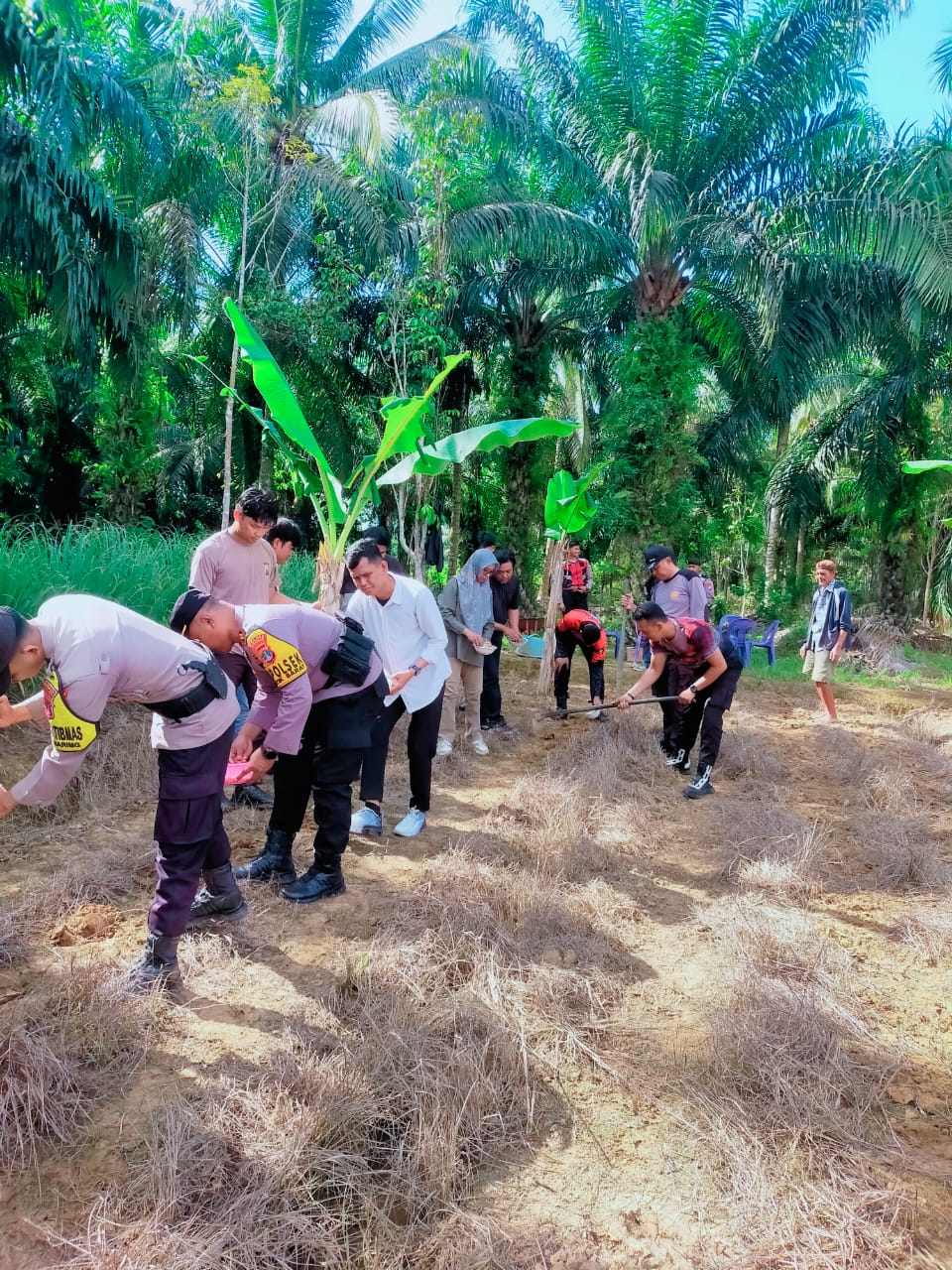 FOTO PENANAMAN BENIH JAGUNG.jpeg